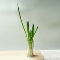 How to Regrow Green Onions