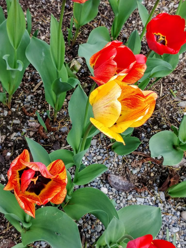 Tulips